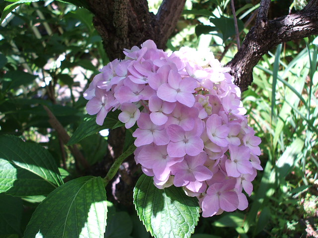 今日の庭の花