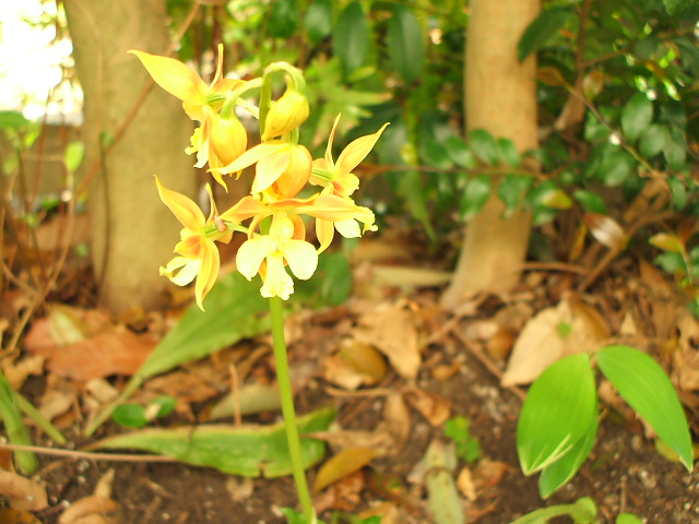 庭の花・エビネ