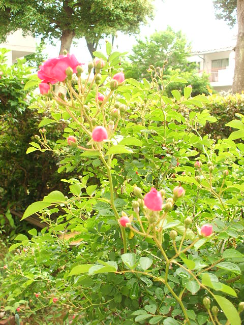 今日の庭の花
