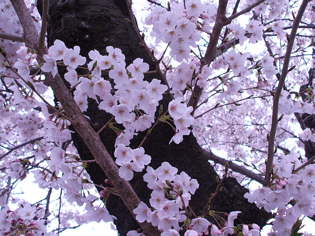 桜の季節ですね