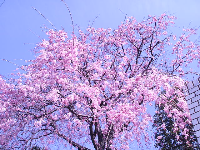 画像: 八事の桜