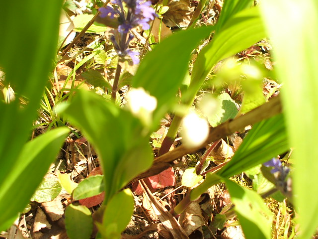 画像: 庭の花・すずらん