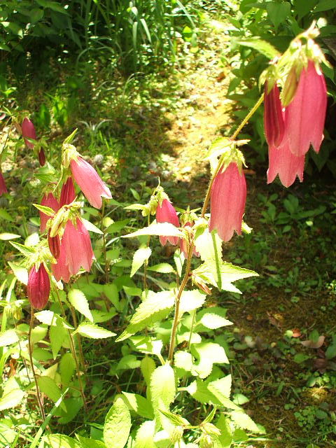 画像: 庭のお花たち。