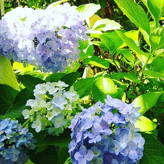 画像: アジサイ・今日の庭の花