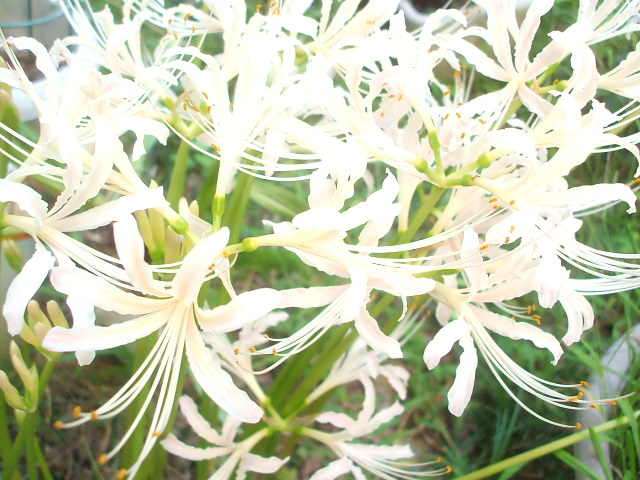 画像: 白い彼岸花