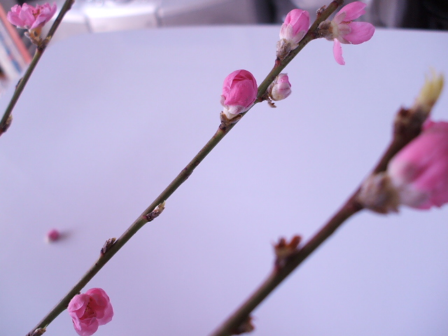 画像: 桃の花